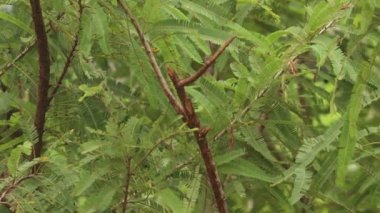 Macro View - Phyllanthus emblica Tree, Sanskrit amalaki, Phyllanthaceae familyasından bir ağaç türü. Rüzgarda Esinti.