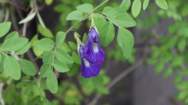 Klitoria ternatea namı diğer Kelebek Bezelye Çiçeği rüzgar akışıyla dans ediyor. Kelebek bezelyesini seçip çiğ çiğ yiyebilirsin ya da salata olarak. Çay olarak da içilebilir. Çok sağlıklıdır..