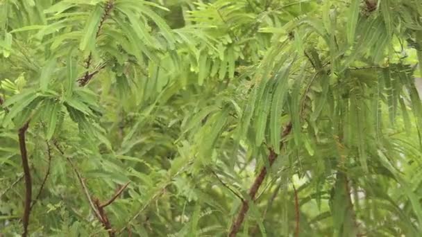 Macro View Phyllanthus Emblica Tree También Conocido Grosellero Indio Amla — Vídeos de Stock