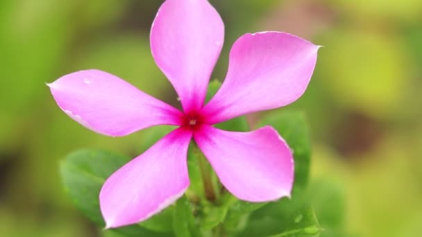 Madagascar Periwinkle Flower Aka Campana Rosa Jardín Vista Cerca Madagascar — Vídeos de Stock