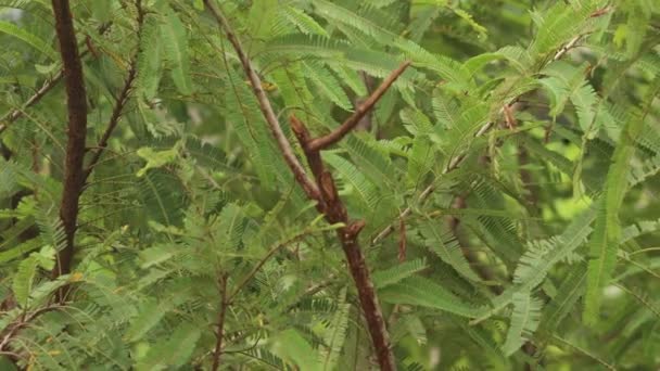 Makroansicht Phyllanthus Emblica Auch Bekannt Als Indische Stachelbeere Oder Amla — Stockvideo