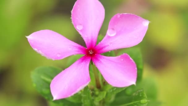 Madagaskar Periwinkle Catharanthus Roseus Genellikle Parlak Göz Olarak Bilinir Cape — Stok video