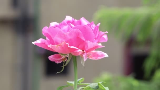 Fresh Pink Rose Flower Growing Summer Garden Blooming Flower Garden — Stock Video