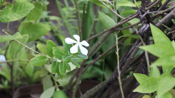 Madagascar Flor Periwinkle Jardín Con Agua Pulverización Soplado Viento Vista — Vídeos de Stock