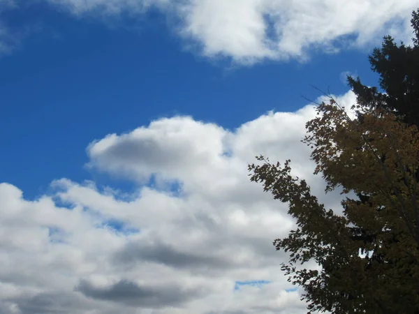 fall tree and sky