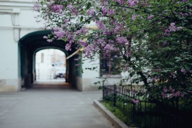 Eski boş bir avluya sahip leylak çalıları