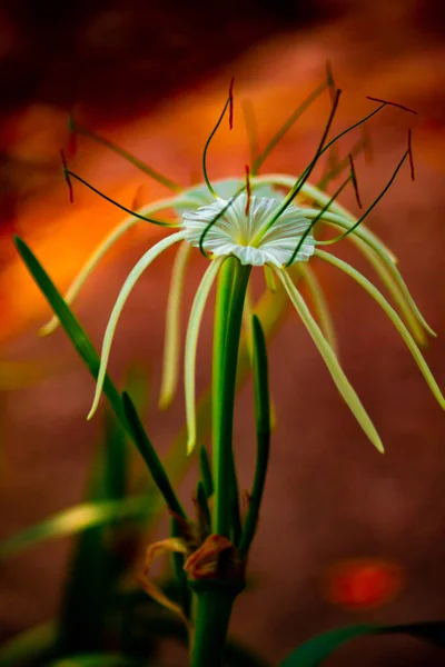 Biały Kwiat Pyłkiem Zewnątrz — Zdjęcie stockowe