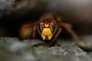 Doğal ortamında bir eşek arısı. / / Eine Hornisse in ihrer natrlichen Umgebung.