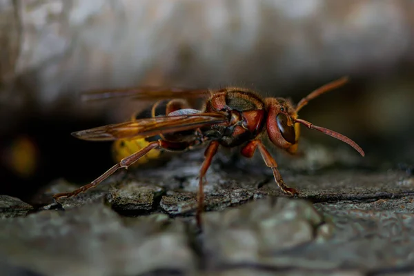 Hornet Seu Habitat Natural Eine Hornisse Ihrer Natrlichen Umgebung — Fotografia de Stock
