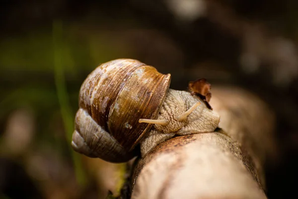 Snail Branch Eine Weinbergschnecke Kriechend Auf Einem Ast — Stock Photo, Image