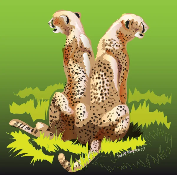 Vector Illustration Two Cheetahs Isolated Green Background — Stock Photo, Image