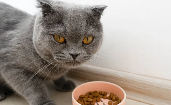 Gato Escocês Feliz Come Comida Uma Tigela Rosa Chão Casa — Fotografia de Stock