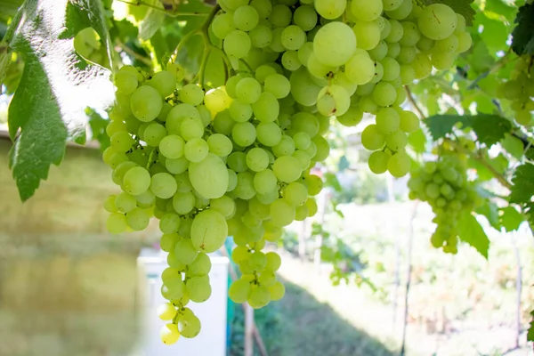 Żółte Winogrona Winorośli — Zdjęcie stockowe
