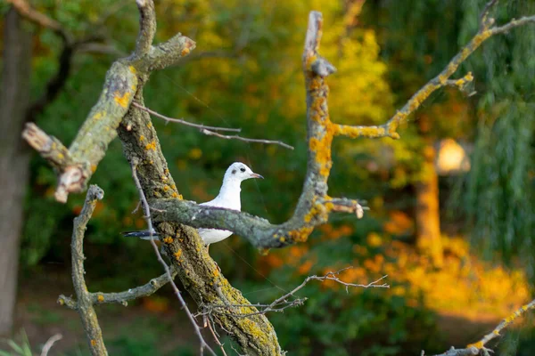 The seagull climbs a tree above the lake