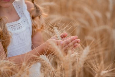 Yazın bir tarlada buğday tutan çocuk elleri fotoğrafı. Hasat mevsimi ve eko yaşam konsepti