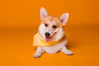 Atkısı olan şirin Corgi köpeği. 