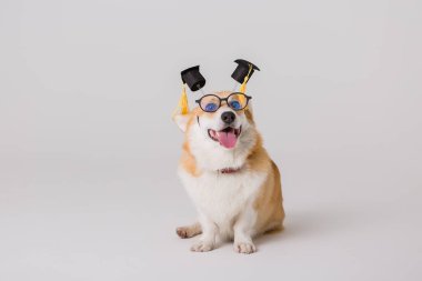 Akıllı şirin Corgi köpeği, okul konsepti. 