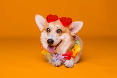 Kırmızı güneş gözlüklü şirin köpek.