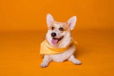 Atkısı olan şirin Corgi köpeği. 