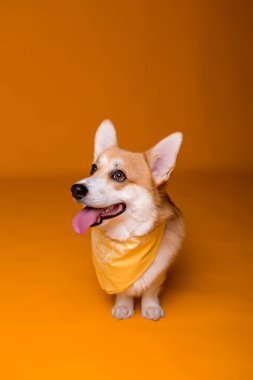 Atkısı olan şirin Corgi köpeği. 