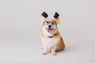 Akıllı şirin Corgi köpeği, okul konsepti. 