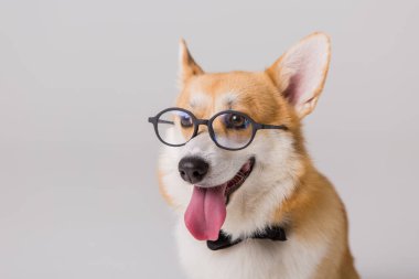 Akıllı şirin Corgi köpeği, okul konsepti. 