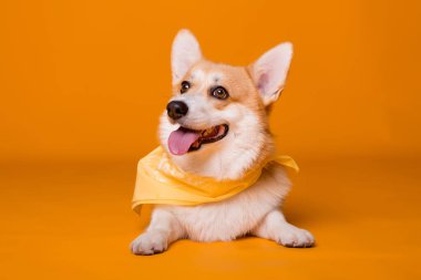 Atkısı olan şirin Corgi köpeği. 