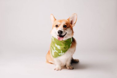 Atkısı olan şirin Corgi köpeği. 