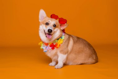 Güneş gözlüklü şirin Corgi köpeği.