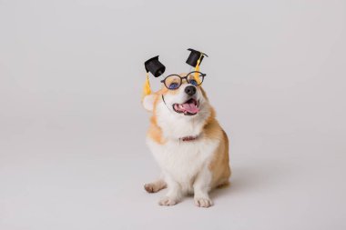 Akıllı şirin Corgi köpeği, okul konsepti. 