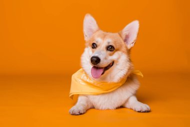 Atkısı olan şirin Corgi köpeği. 