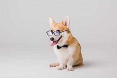 Akıllı şirin Corgi köpeği, okul konsepti. 