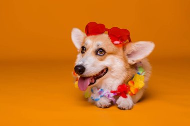 Kırmızı güneş gözlüklü şirin köpek.