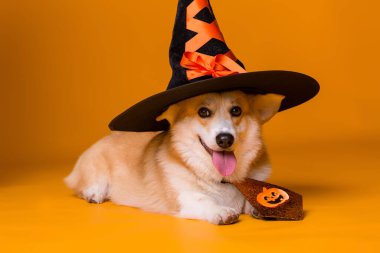 Şirin Corgi köpeği ve şapkası, Cadılar Bayramı konsepti 