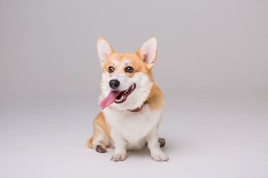 Beyaz tenli şirin Corgi köpeği.