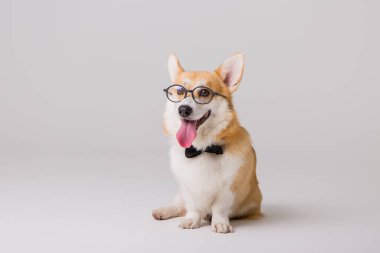 Akıllı şirin Corgi köpeği, okul konsepti. 