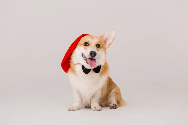 Lindo Perro Corgi Sombrero —  Fotos de Stock