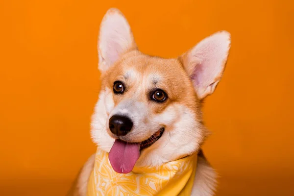 Lindo Perro Corgi Con Bufanda —  Fotos de Stock