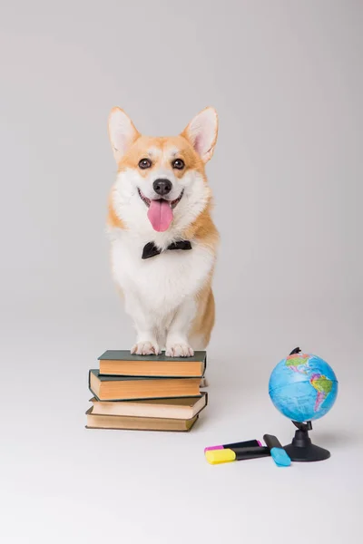 Smart Niedlicher Corgi Hund Schulkonzept — Stockfoto