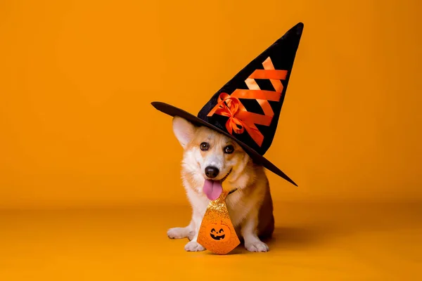 Şirin Corgi köpeği ve şapkası, Cadılar Bayramı konsepti 