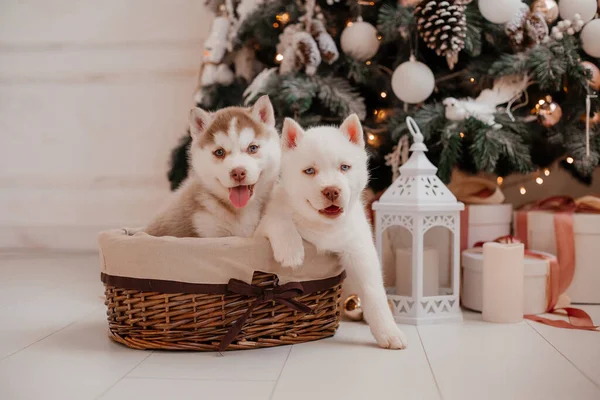 Милые Собаки Рождественская Концепция — стоковое фото