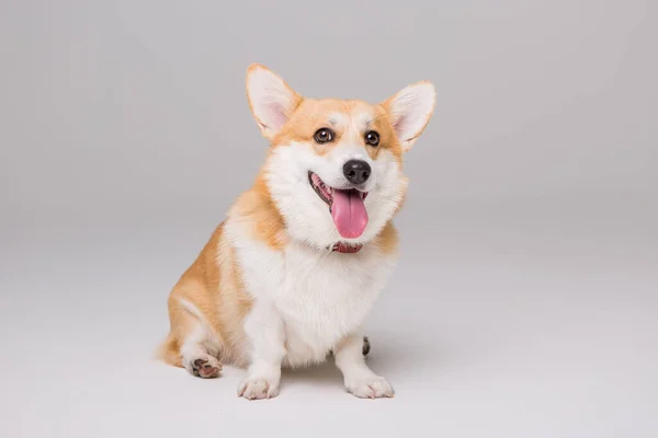 Niedlicher Corgi Hund Isoliert Auf Weiß — Stockfoto