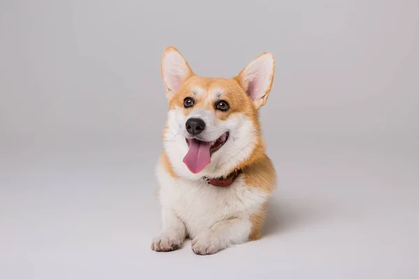 Lindo Perro Corgi Aislado Blanco —  Fotos de Stock