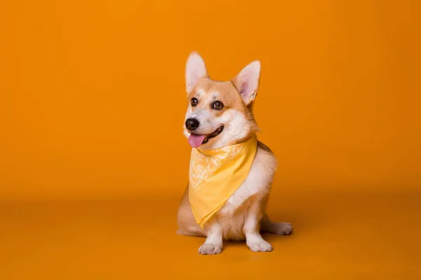 Bonito Corgi Cão Com Cachecol — Fotografia de Stock