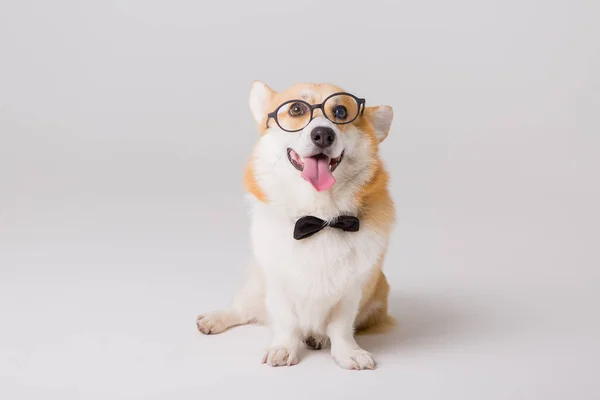 Smart Niedlicher Corgi Hund Schulkonzept — Stockfoto