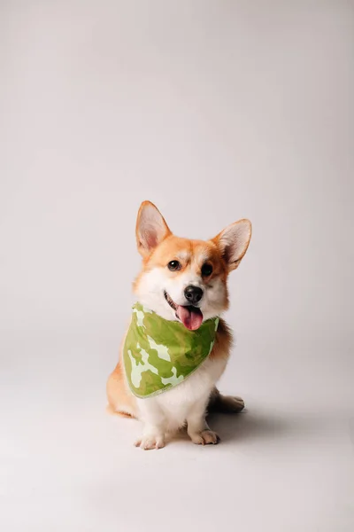 Bonito Corgi Cão Com Cachecol — Fotografia de Stock