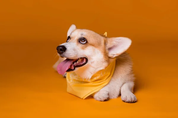 Roztomilý Corgi Pes Šátkem — Stock fotografie