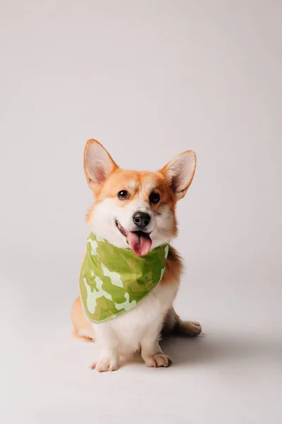 Bonito Corgi Cão Com Cachecol — Fotografia de Stock