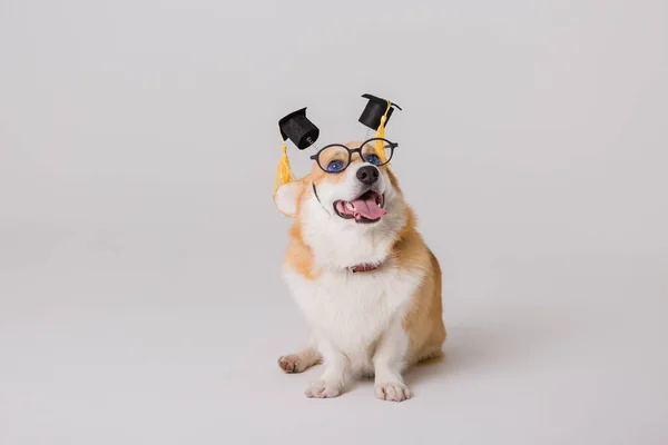 Smart Cute Corgi Dog School Concept — Stock Photo, Image