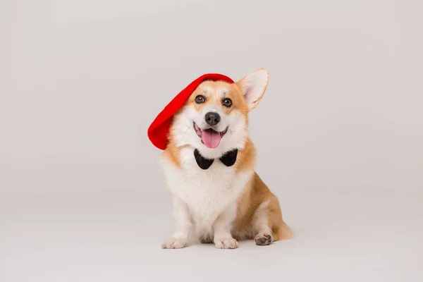 Lindo Perro Corgi Sombrero —  Fotos de Stock